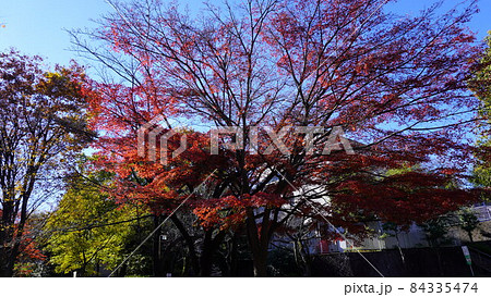 紅葉 84335474
