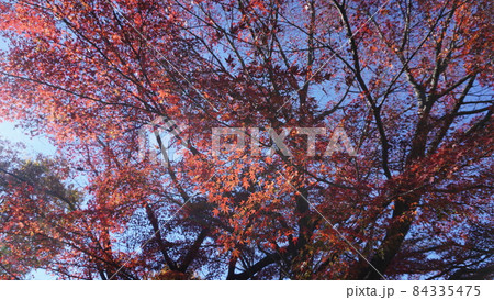 紅葉 紅葉 84335475