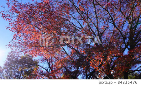 紅葉 紅葉 84335476