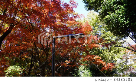 紅葉 紅葉 84335505