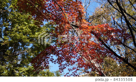 紅葉 紅葉 84335508