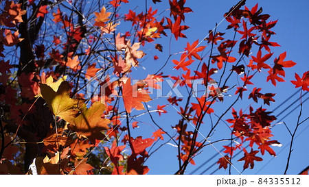 紅葉 84335512
