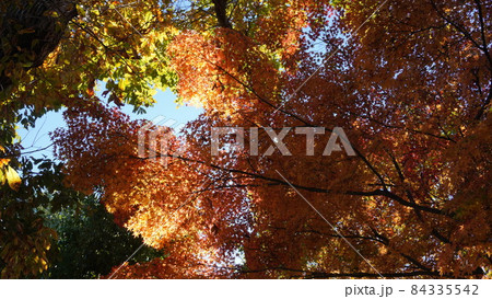 紅葉 紅葉 84335542