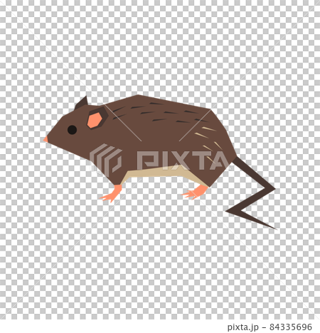 オキナワトゲネズミのイラスト オキナワトゲネズミのイラスト 84335696