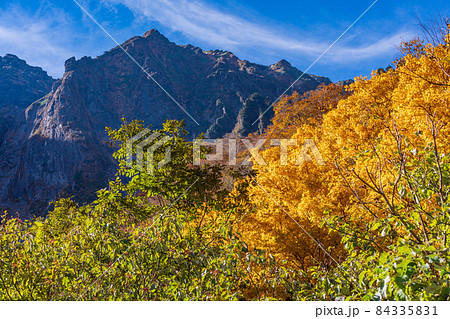 (群馬県)谷川岳 一ノ倉沢の紅葉 (群馬県)谷川岳 一ノ倉沢の紅葉 84335831