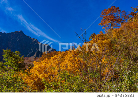 (群馬県)谷川岳 一ノ倉沢の紅葉 (群馬県)谷川岳 一ノ倉沢の紅葉 84335833
