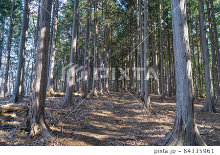 蕨山からさわらびの湯へ下る登山道のブナ林(埼玉県飯能市) 蕨山からさわらびの湯へ下る登山道のブナ林(埼玉県飯能市) 84335961