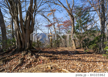 蕨山からさわらびの湯へ下る登山道のブナ林(埼玉県飯能市) 蕨山からさわらびの湯へ下る登山道のブナ林(埼玉県飯能市) 84335962