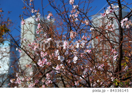 東京都江東区豊洲　春海橋公園の冬桜と晴海のビル 84336145