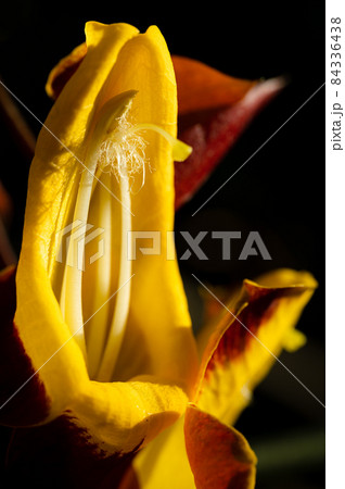 マイソルヤハズカズラの花 マイソルヤハズカズラの花 84336438