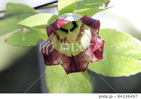 ツルニンジンの花 84336497