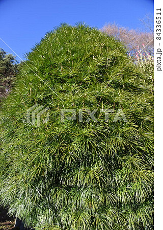 コウヤマキ 84336511