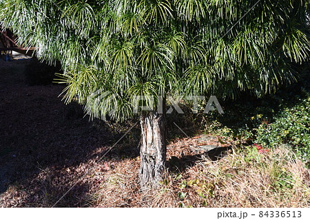 コウヤマキ コウヤマキ 84336513