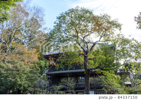 千葉県　正東山　日本寺　紅葉　水戸黄門お手植えのもみじ 84337150