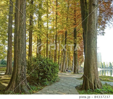 秋の公園 ※横長長方形構図 秋の公園 ※横長長方形構図 84337237