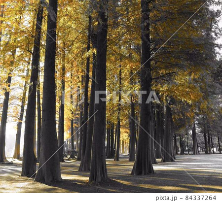 【パートカラー】秋の公園　※横長長方形構図 84337264