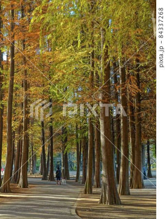 秋の公園 ※縦長長方形構図 秋の公園 ※縦長長方形構図 84337268