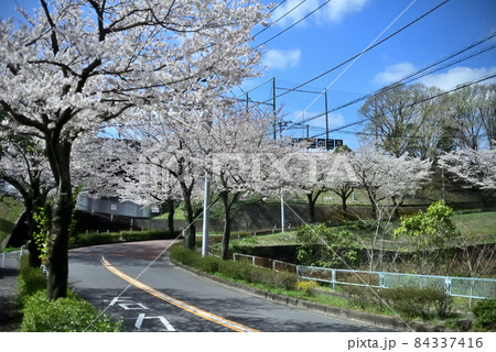 多摩郊外の桜の名所 多摩郊外の桜の名所 84337416