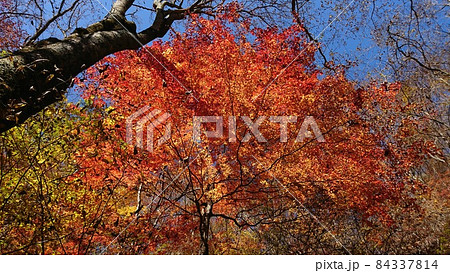 川俣川渓谷の紅葉 川俣川渓谷の紅葉 84337814