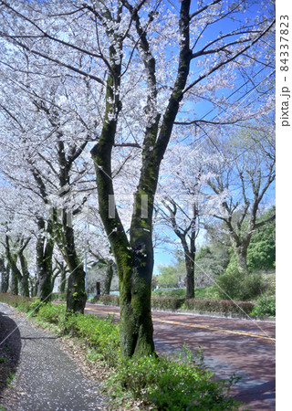 快晴の青空と尾根幹線の満開の桜 快晴の青空と尾根幹線の満開の桜 84337823