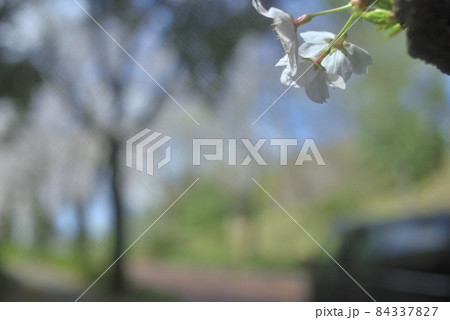 快晴の青空と尾根幹線の満開の桜 快晴の青空と尾根幹線の満開の桜 84337827