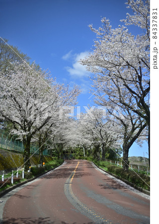 快晴の青空と尾根幹線の満開の桜 快晴の青空と尾根幹線の満開の桜 84337831