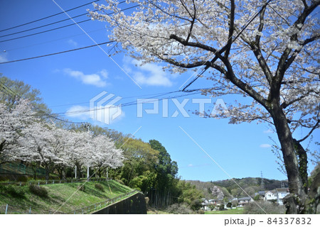 快晴の青空と尾根幹線の満開の桜 84337832