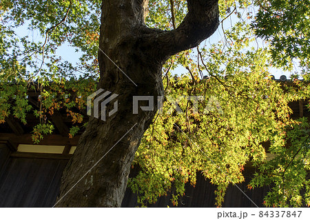 千葉県　正東山　日本寺　紅葉　水戸黄門お手植えのもみじ 84337847