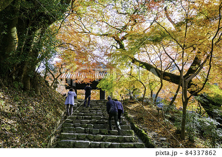 紅葉が美しい秋月城跡(福岡県朝倉市) 紅葉が美しい秋月城跡(福岡県朝倉市) 84337862