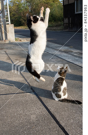ジャンプする猫 白黒猫 ジャンプする猫 白黒猫 84337963