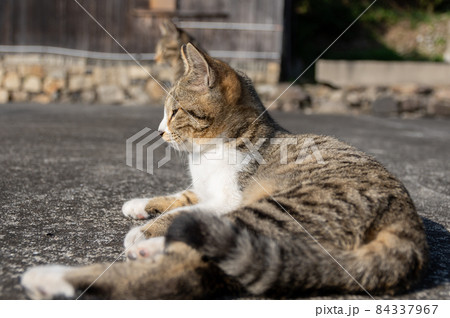 のんびり過ごす猫 キジトラ白 のんびり過ごす猫 キジトラ白 84337967