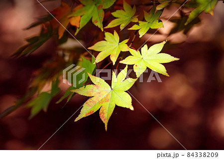 埼玉県川口市　小林もみじ園　紅葉狩り 84338209