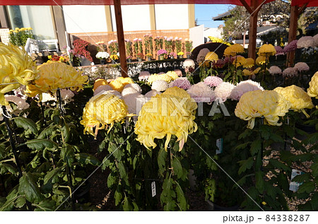 ≪茨城県≫菊の花が満開 84338287