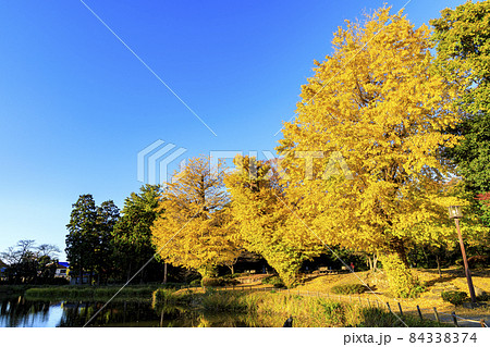 鎌倉幕府ゆかりの北条氏の菩提寺の神奈川県横浜市金沢区の称名寺の秋 鎌倉幕府ゆかりの北条氏の菩提寺の神奈川県横浜市金沢区の称名寺の秋 84338374