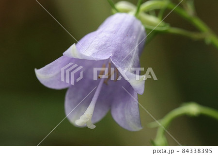 ツリガネニンジンの花 84338395