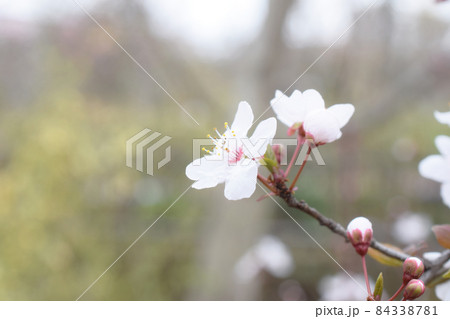 ベニバスモモ 84338781