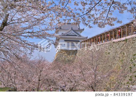 【日本100名城】津山城 満開のソメイヨシノと備中櫓と石垣 岡山県津山市 【日本100名城】津山城 満開のソメイヨシノと備中櫓と石垣 岡山県津山市 84339197