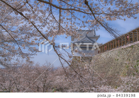 【日本100名城】津山城 満開のソメイヨシノと東から見た備中櫓 岡山県津山市 【日本100名城】津山城 満開のソメイヨシノと東から見た備中櫓 岡山県津山市 84339198