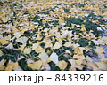 落ち葉の絨毯 84339216
