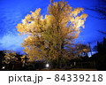 幻想的な大いちょう 84339218