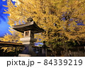 灯篭といちょう秋の風景 84339219