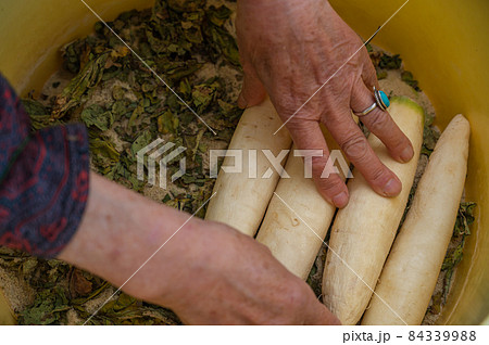 たくあんを漬ける女性 84339988