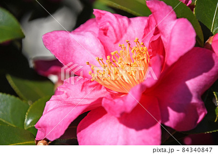 サザンカ（山茶花） 84340847