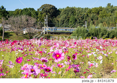 コスモス畑　電車 84341879
