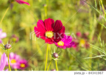 コスモス 84341967