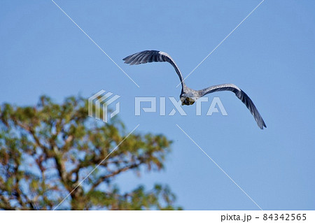 青鷺 後ろ姿 84342565