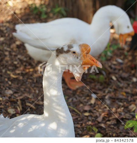 ガチョウの行進 将軍池公園の紅葉(東京都世田谷区) ガチョウの行進 将軍池公園の紅葉(東京都世田谷区) 84342578