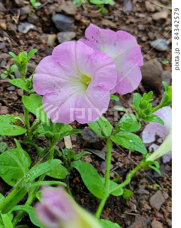 朝顔 朝顔 84342579