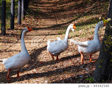 ガチョウの行進 将軍池公園の紅葉（東京都世田谷区） 84342580