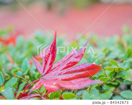 紅葉 紅葉 84342673